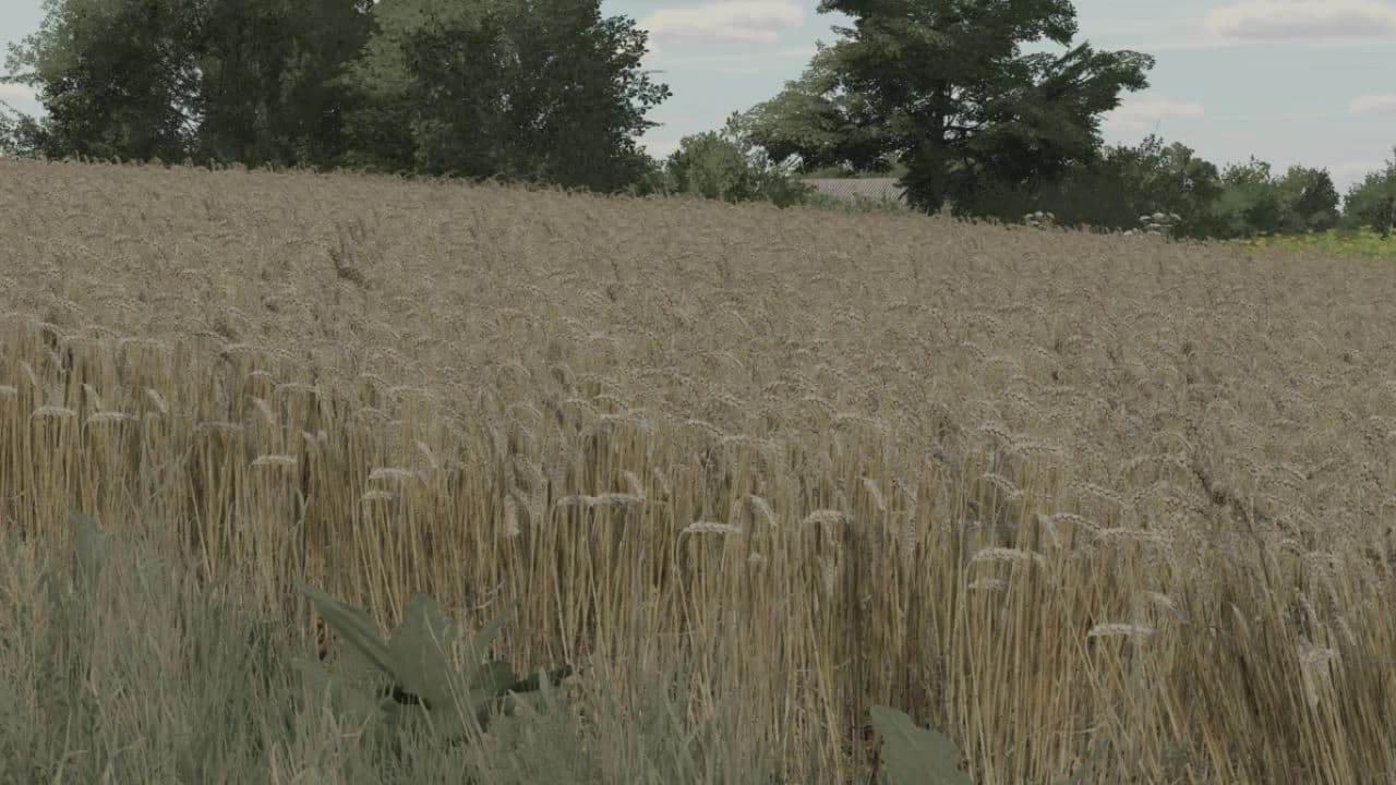 WHEAT TEXTURE
