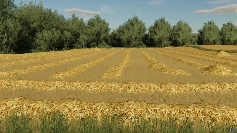 WIDE SWATHS OF STRAW