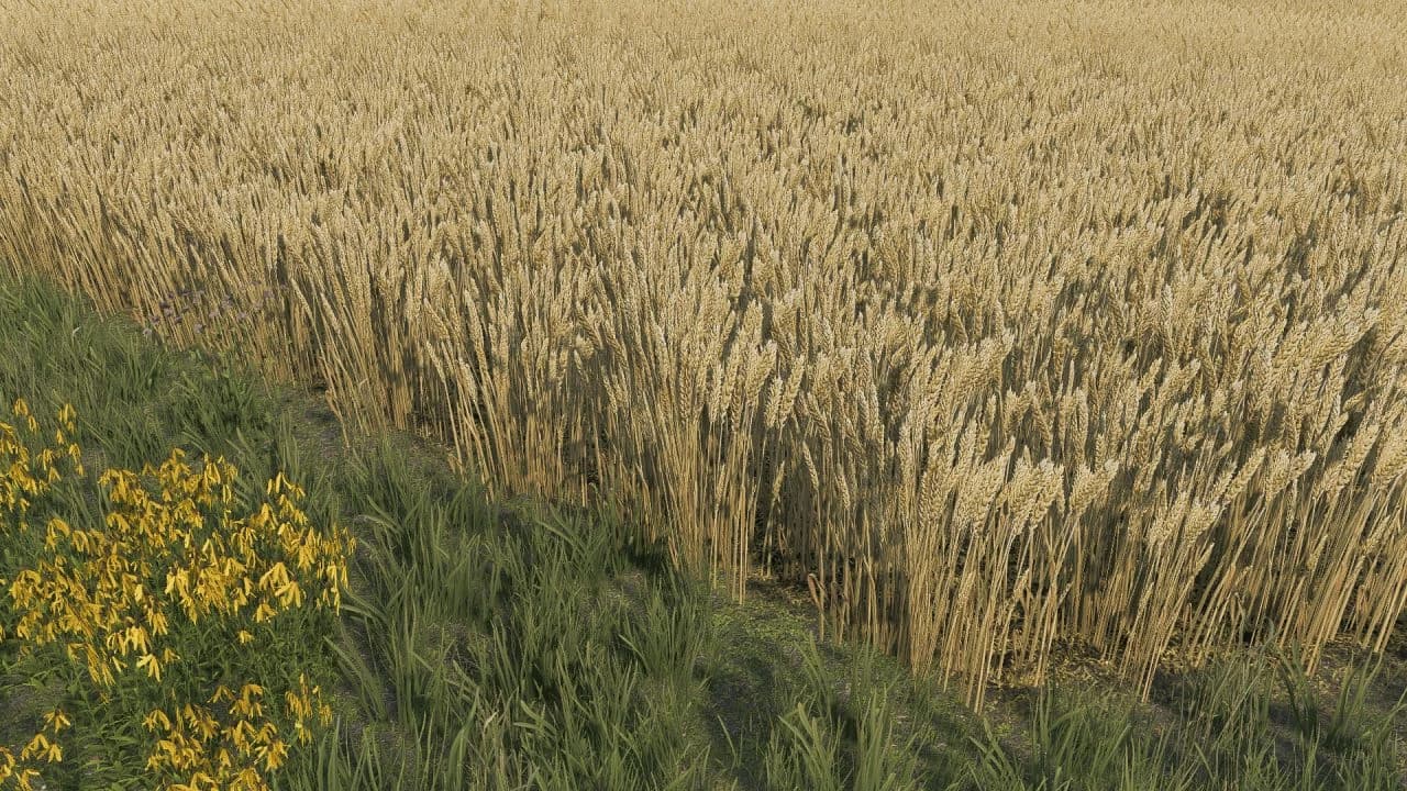 Wheat texture