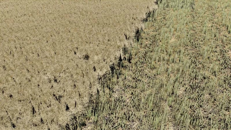 Canola Texture