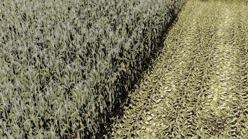 MAIZE - NORMAL - ROWCROP READY