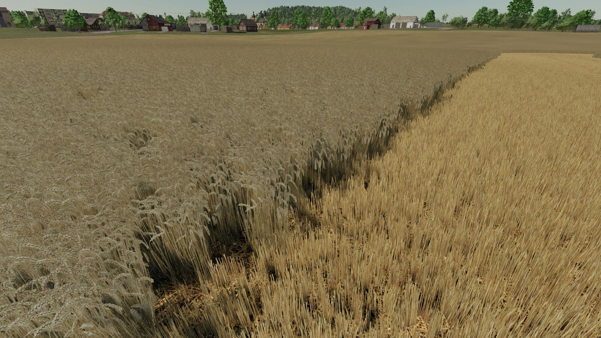 Realistic wheat texture 5