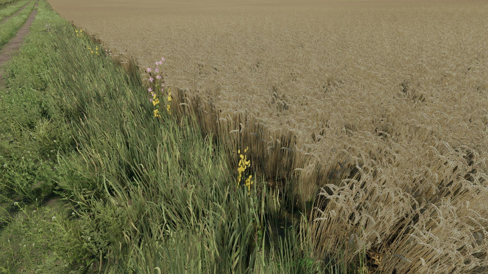 Realistic wheat texture 4