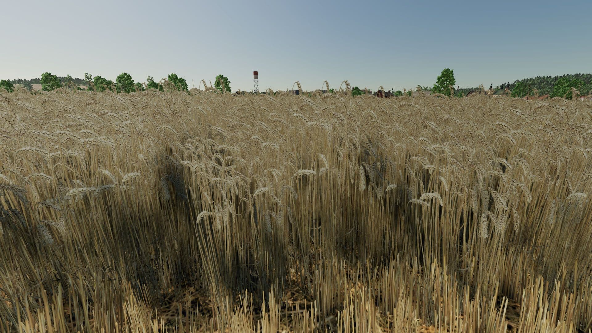 Realistic wheat texture 3