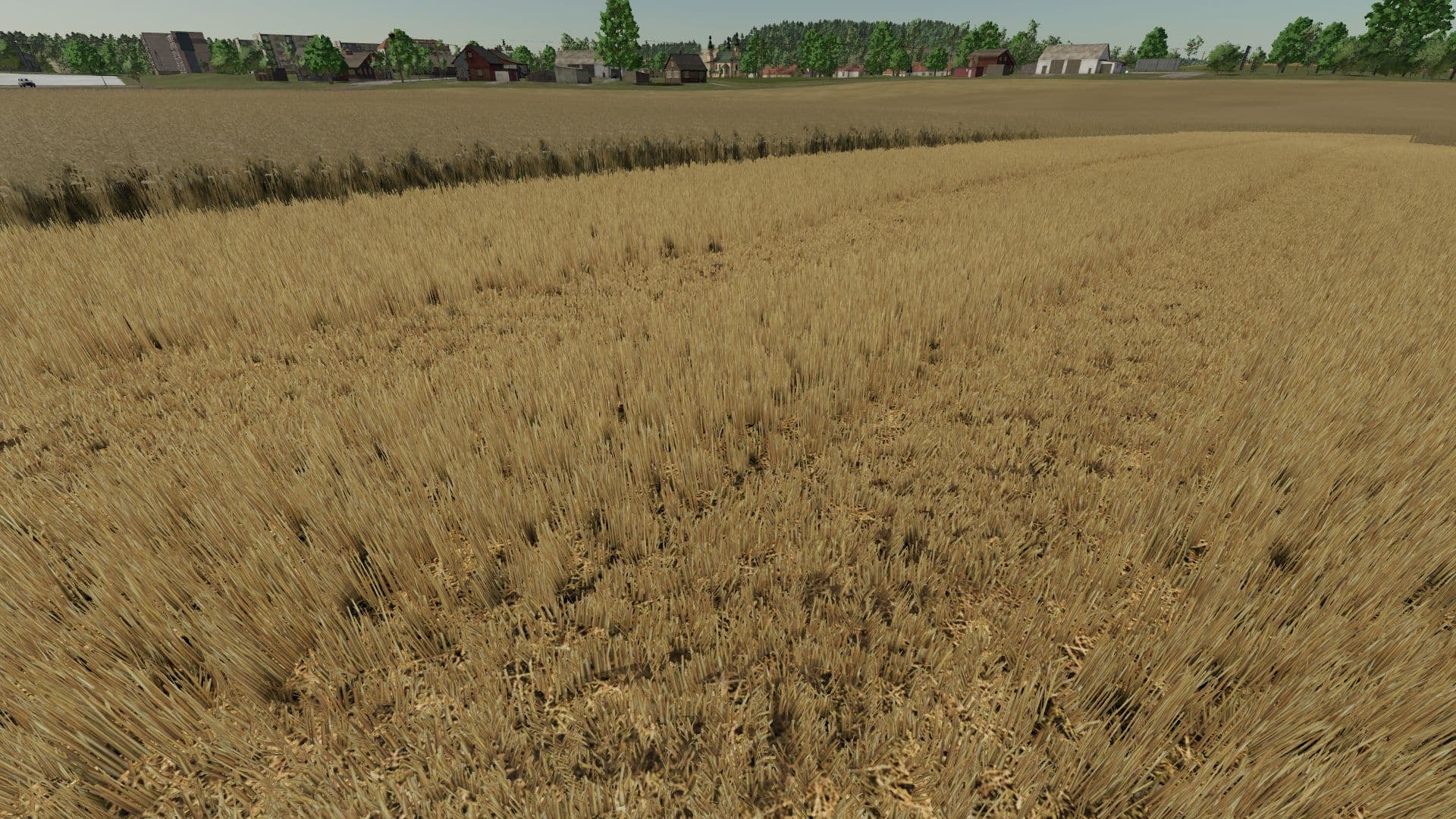Realistic wheat texture 2