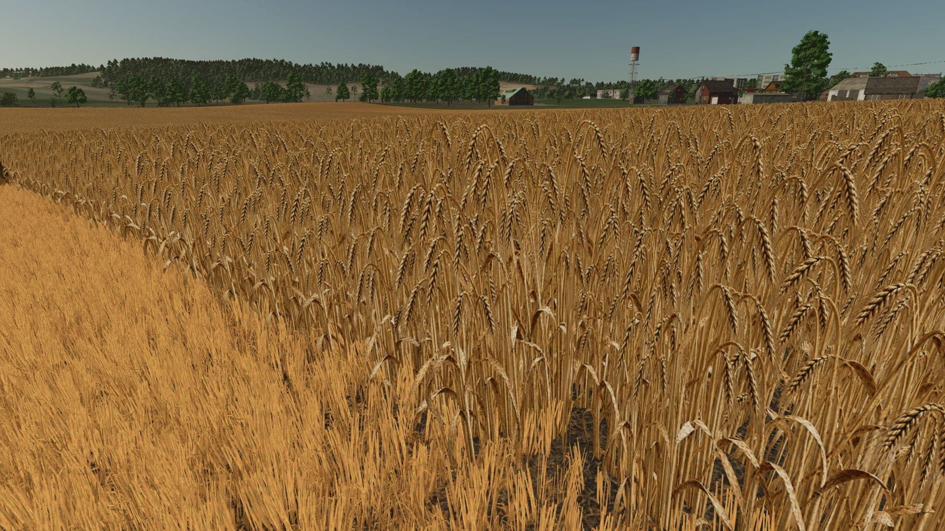 Realistic barley texture