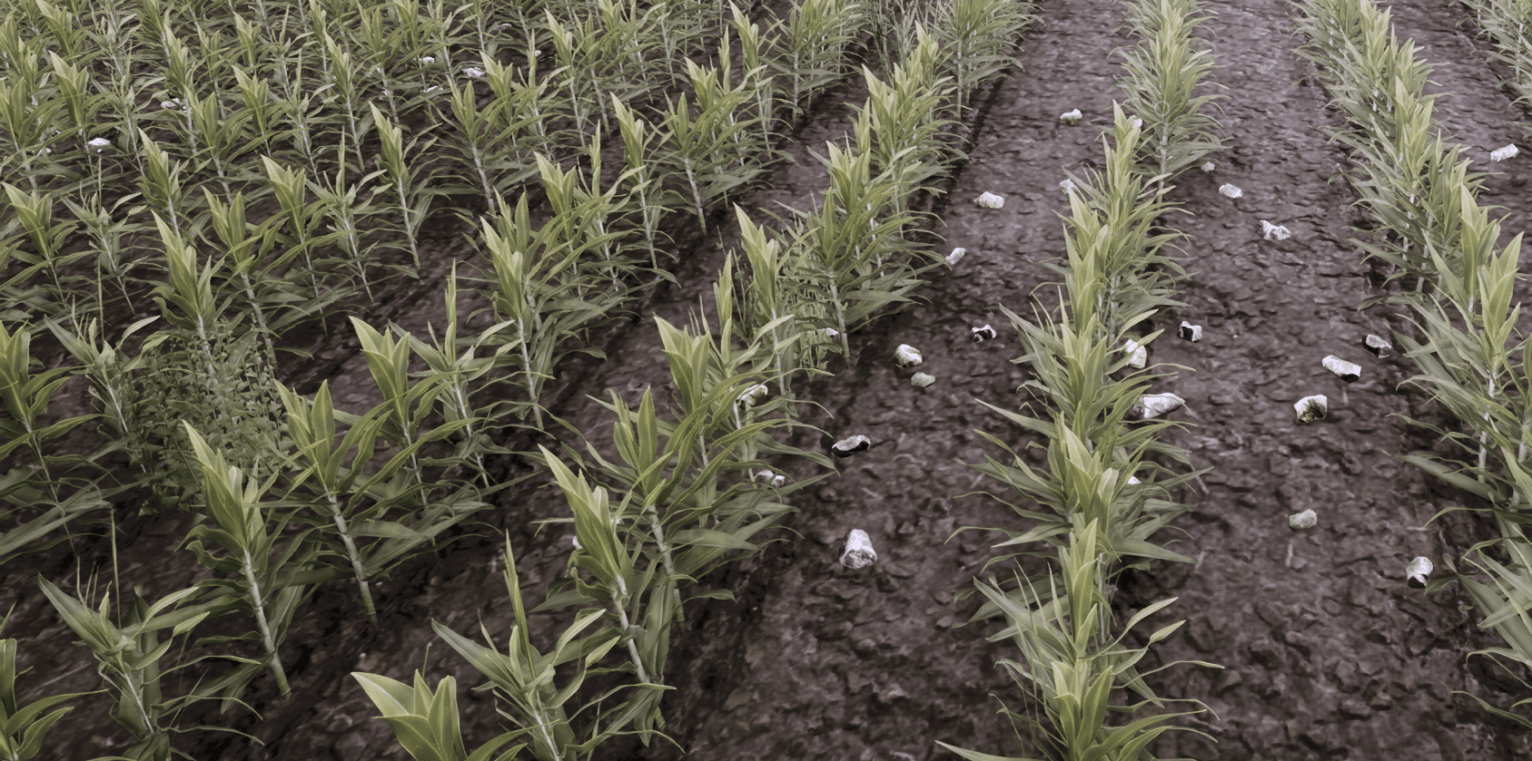 Weeds After Plowing 3