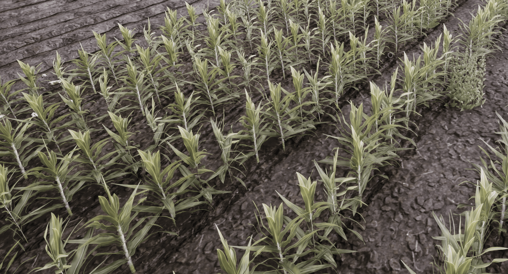 Weeds After Plowing 2