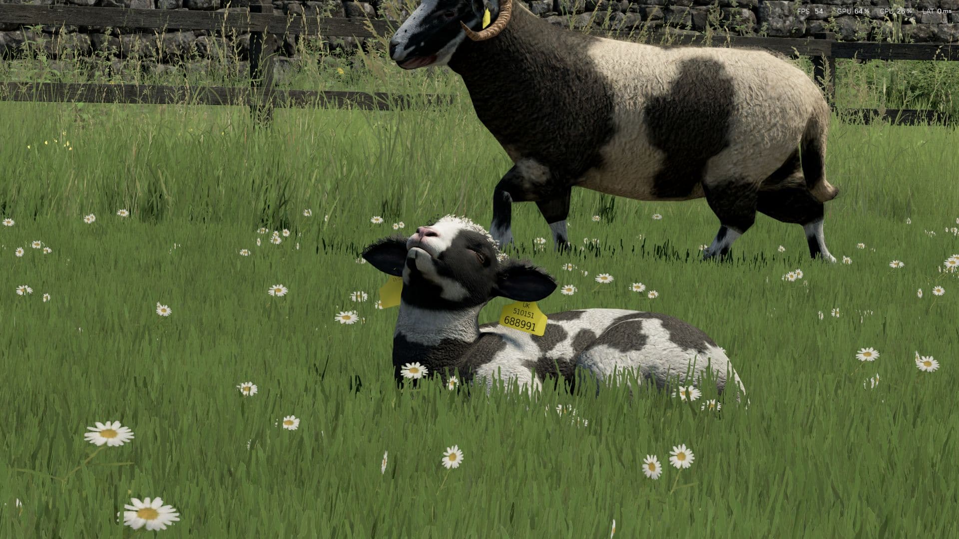 Sheep Breeds for RLRM 4