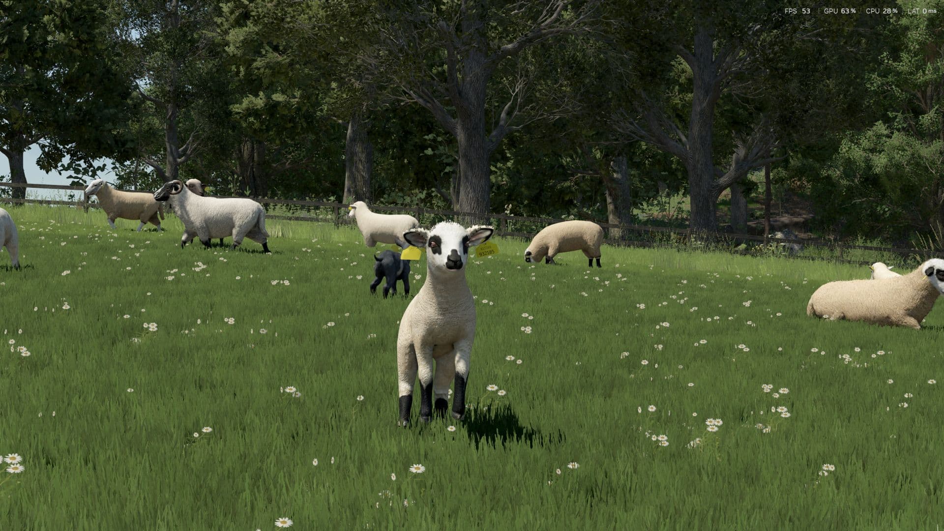 Sheep Breeds for RLRM 3
