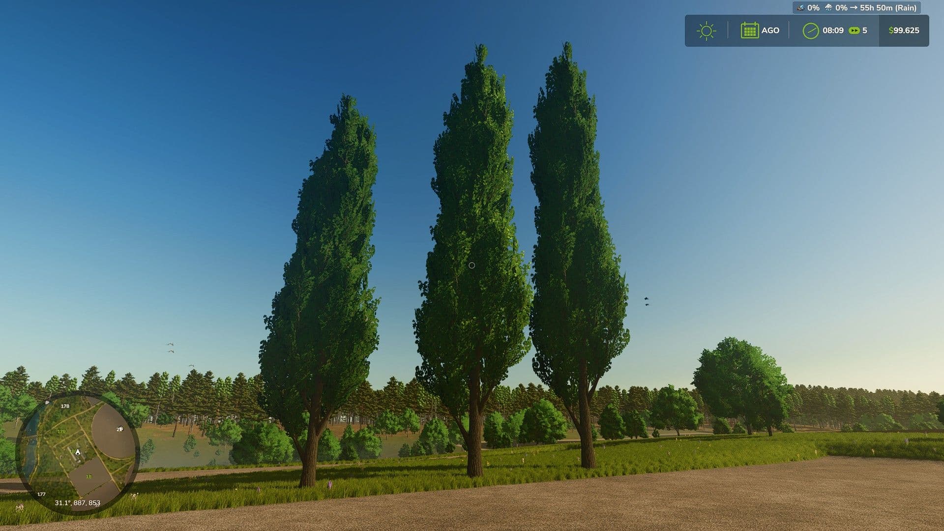 Black poplar (tree)