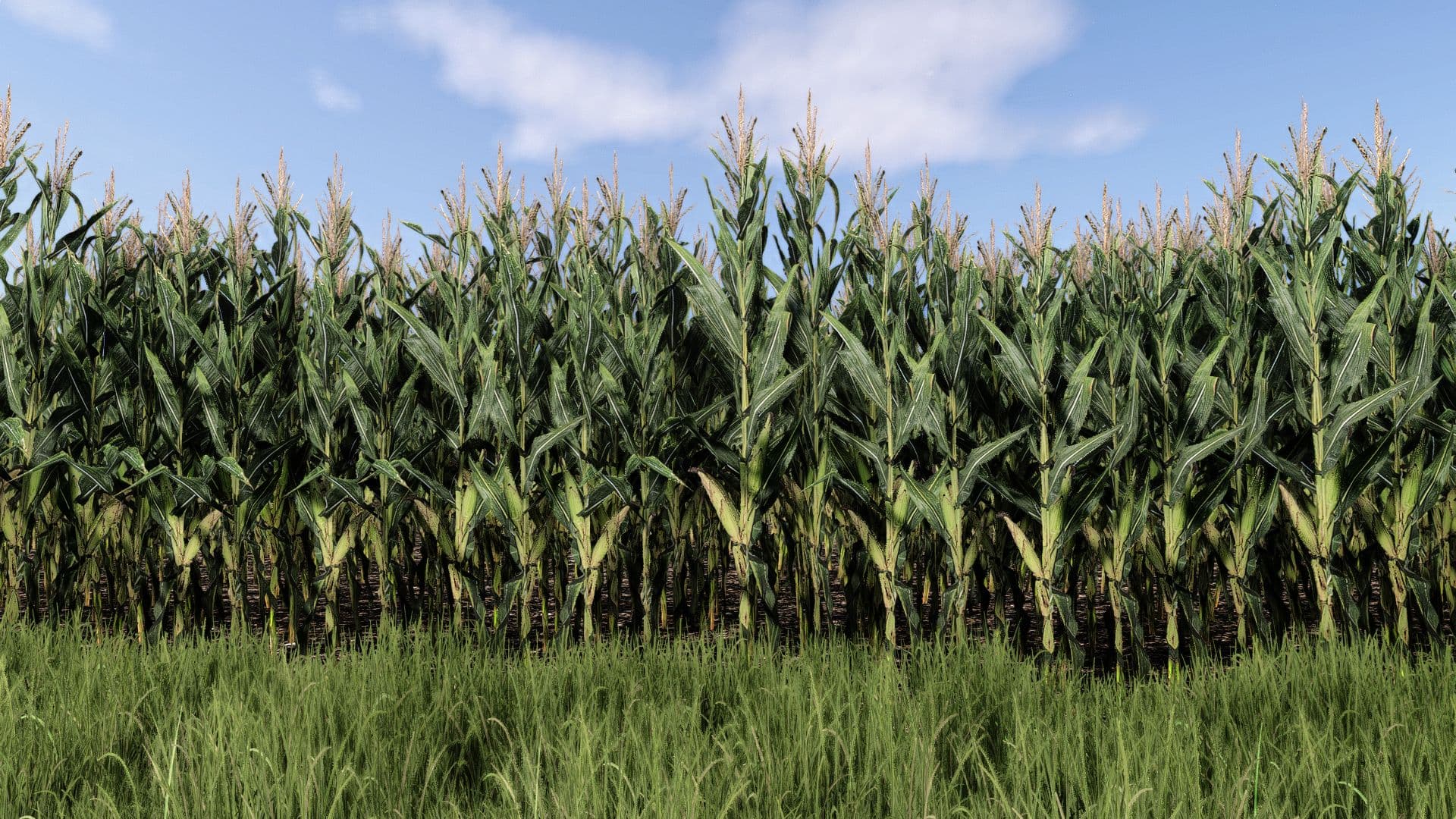 Maize Texture