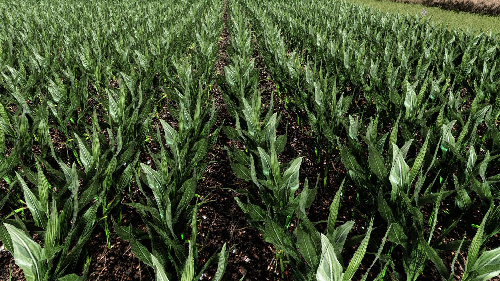 Maize Texture 6