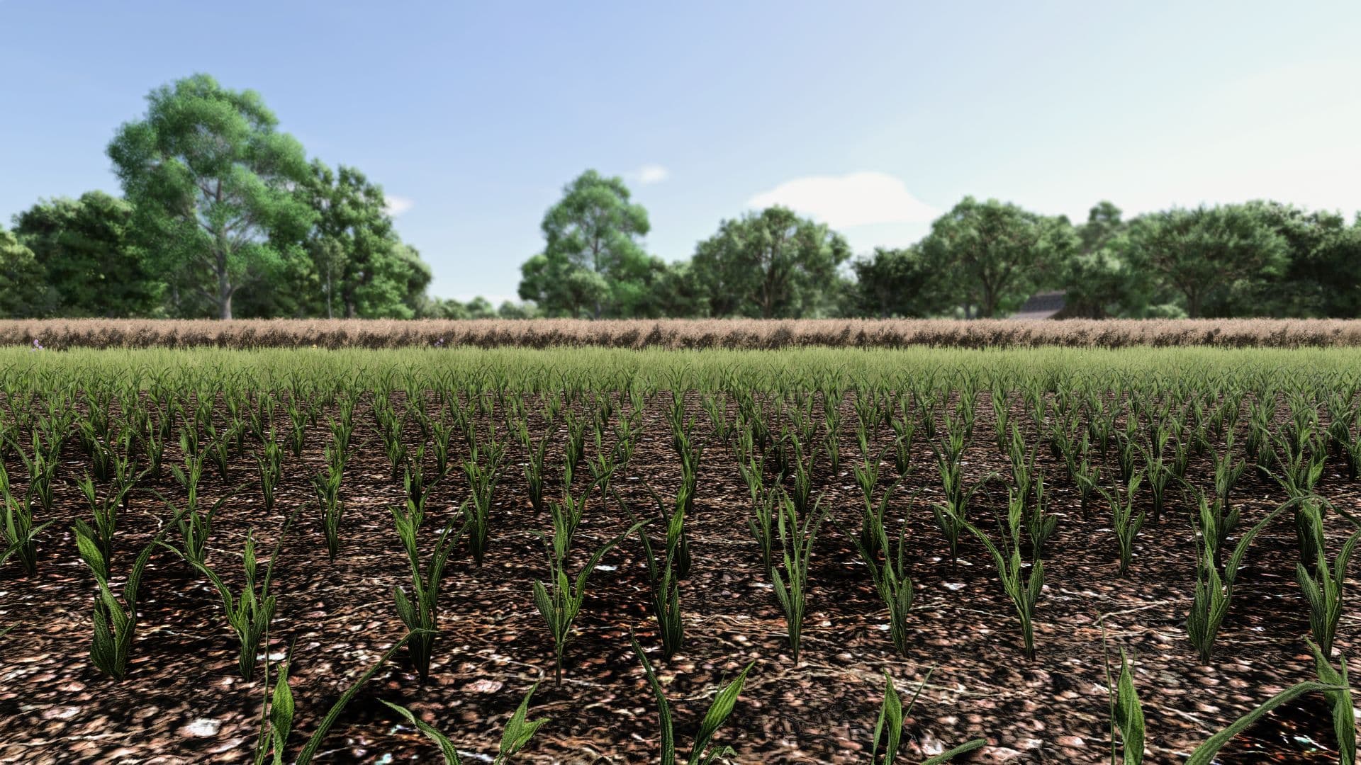 Maize Texture 5