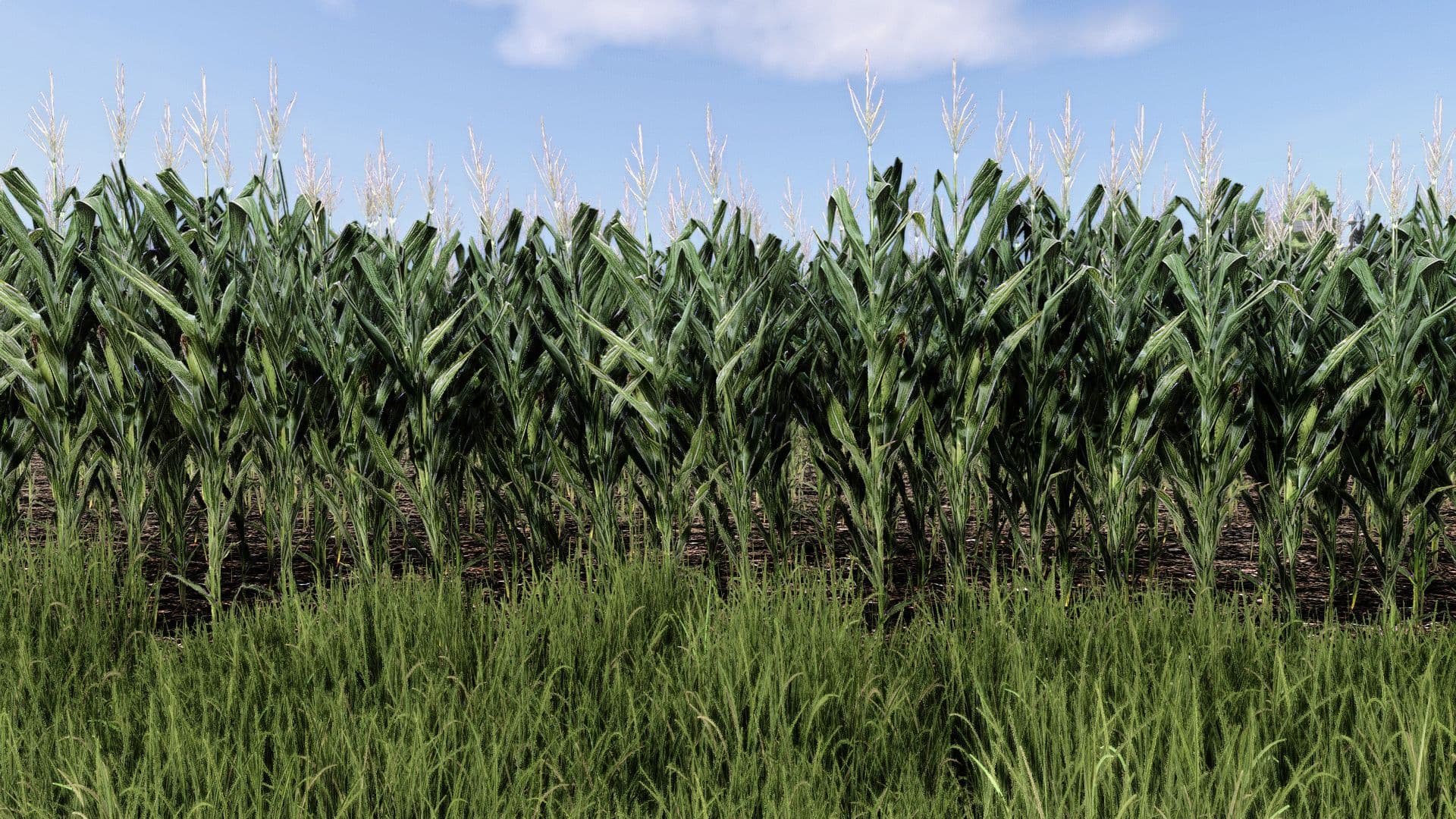 Maize Texture 4