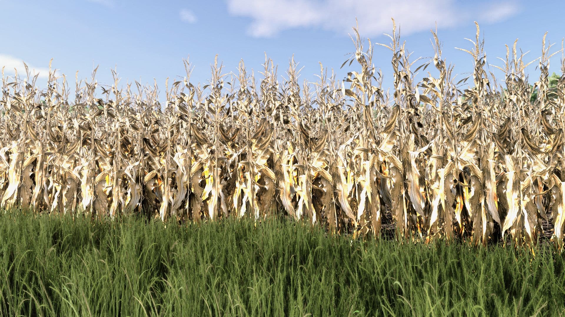 Maize Texture 3