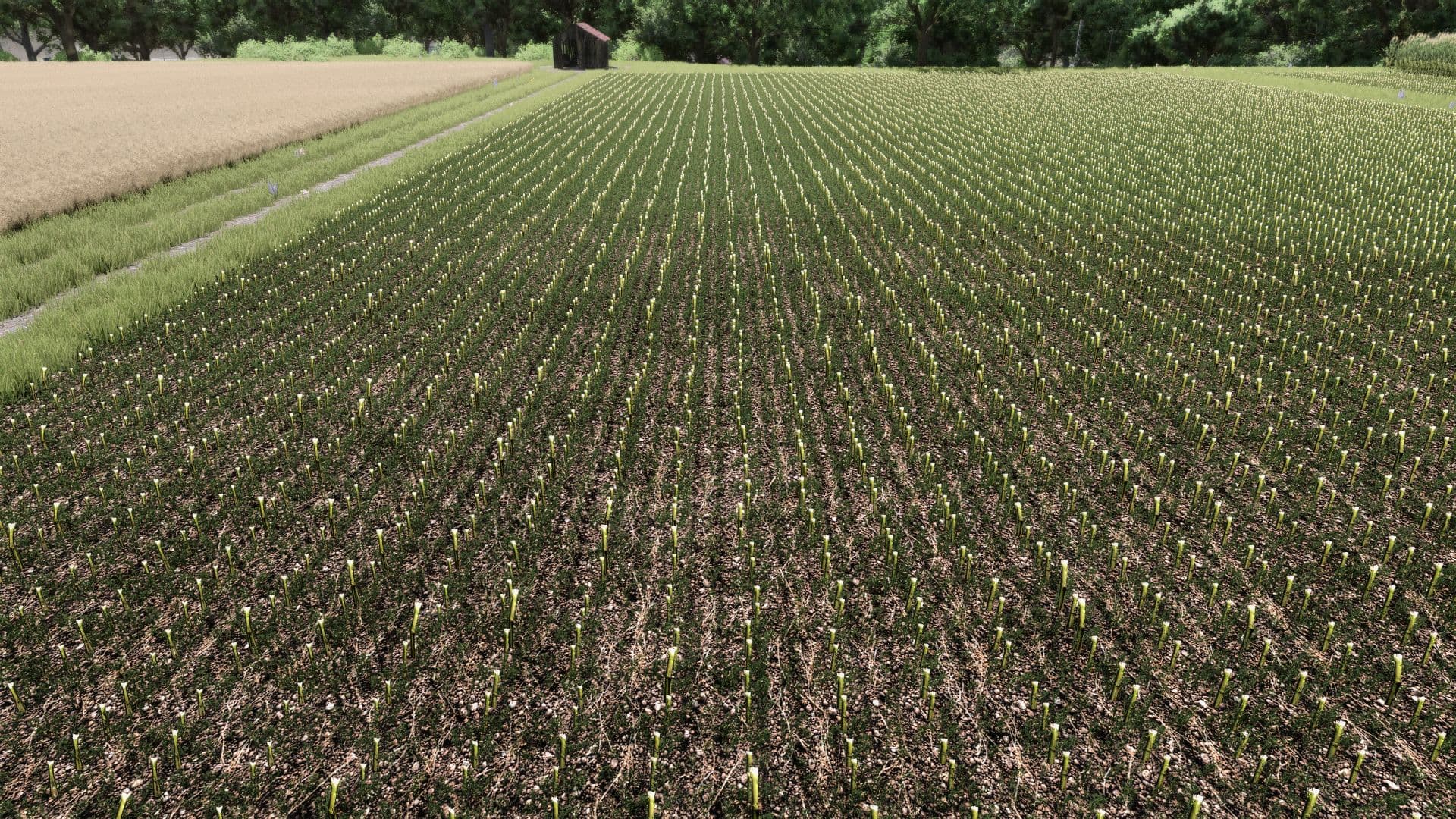 Maize Texture 2