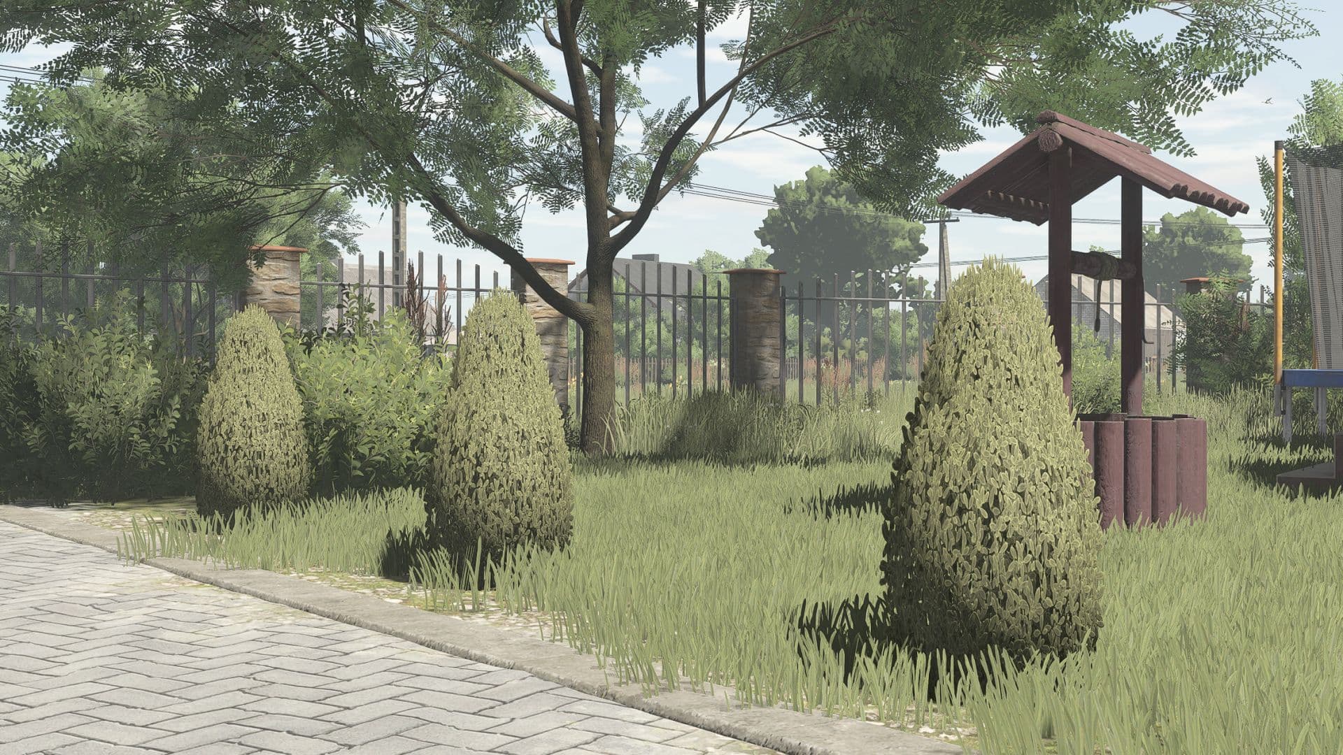 Ornamental Thuja