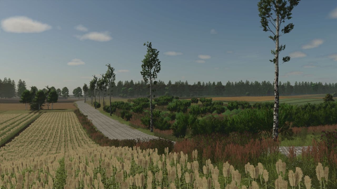 Borowiny 4
