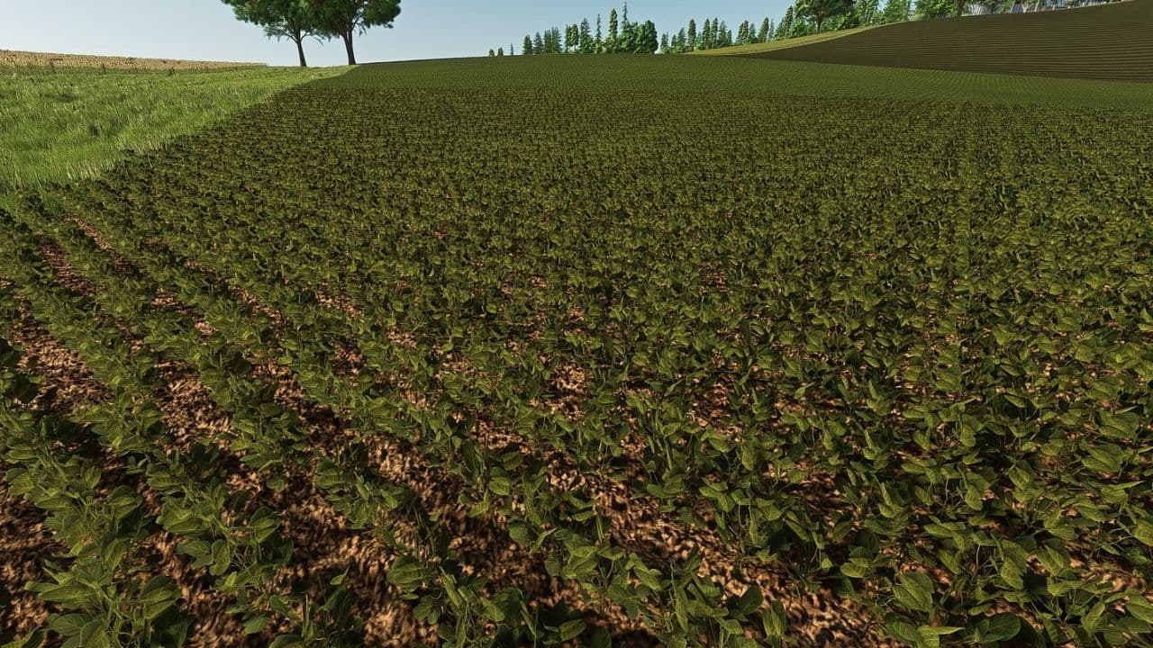 Fababean - broad beans (Prefab)