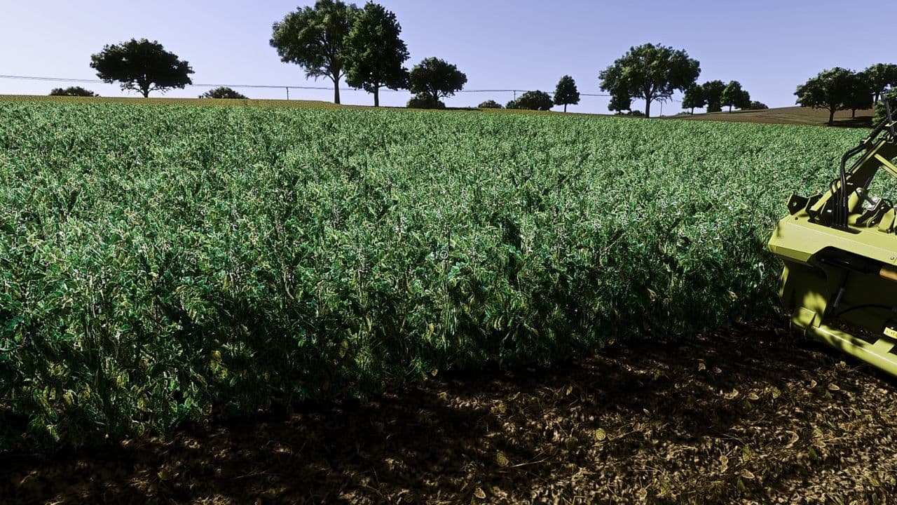 Fababean - broad beans (Prefab) 2