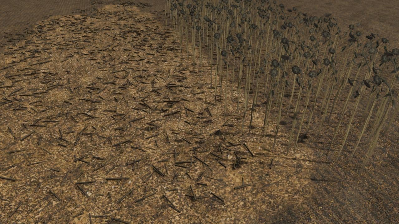 New sunflower foliage