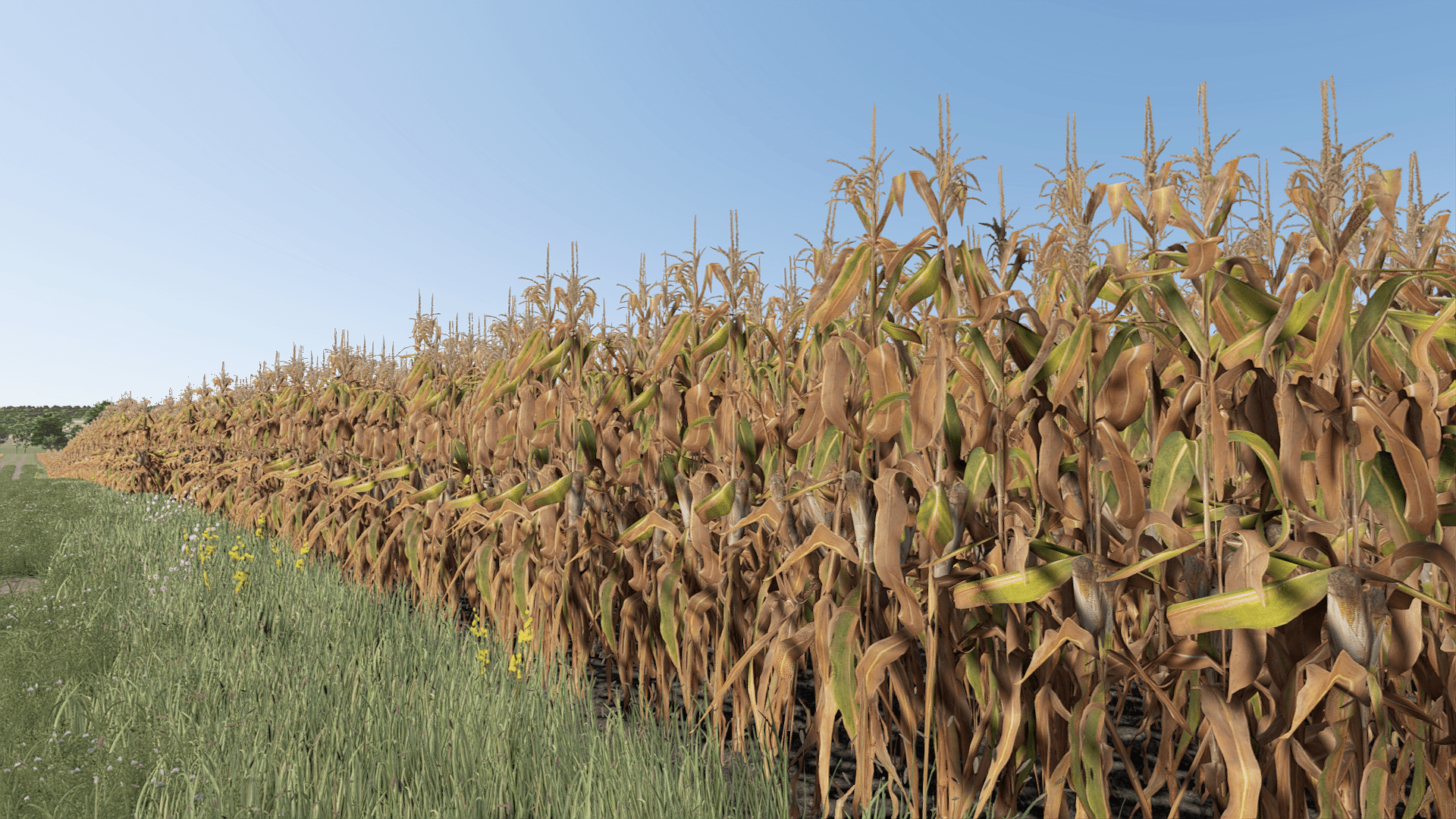 Improved Corn Plants Second