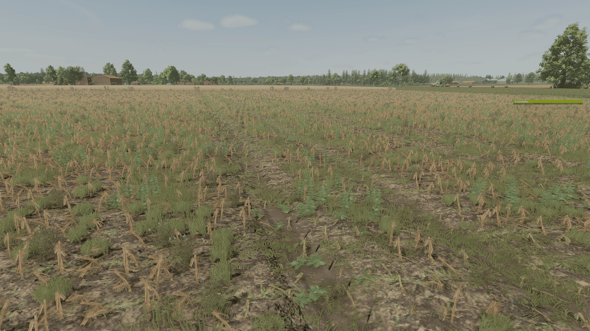 Improved Corn Plants Three 3