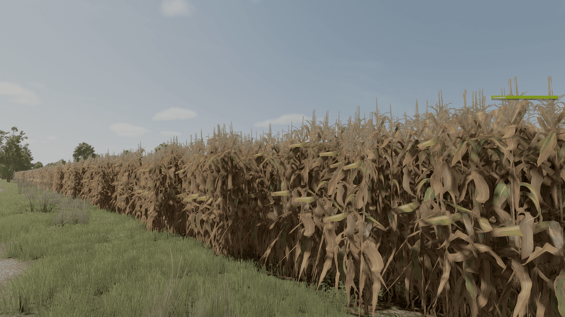 Improved Corn Plants Three 2