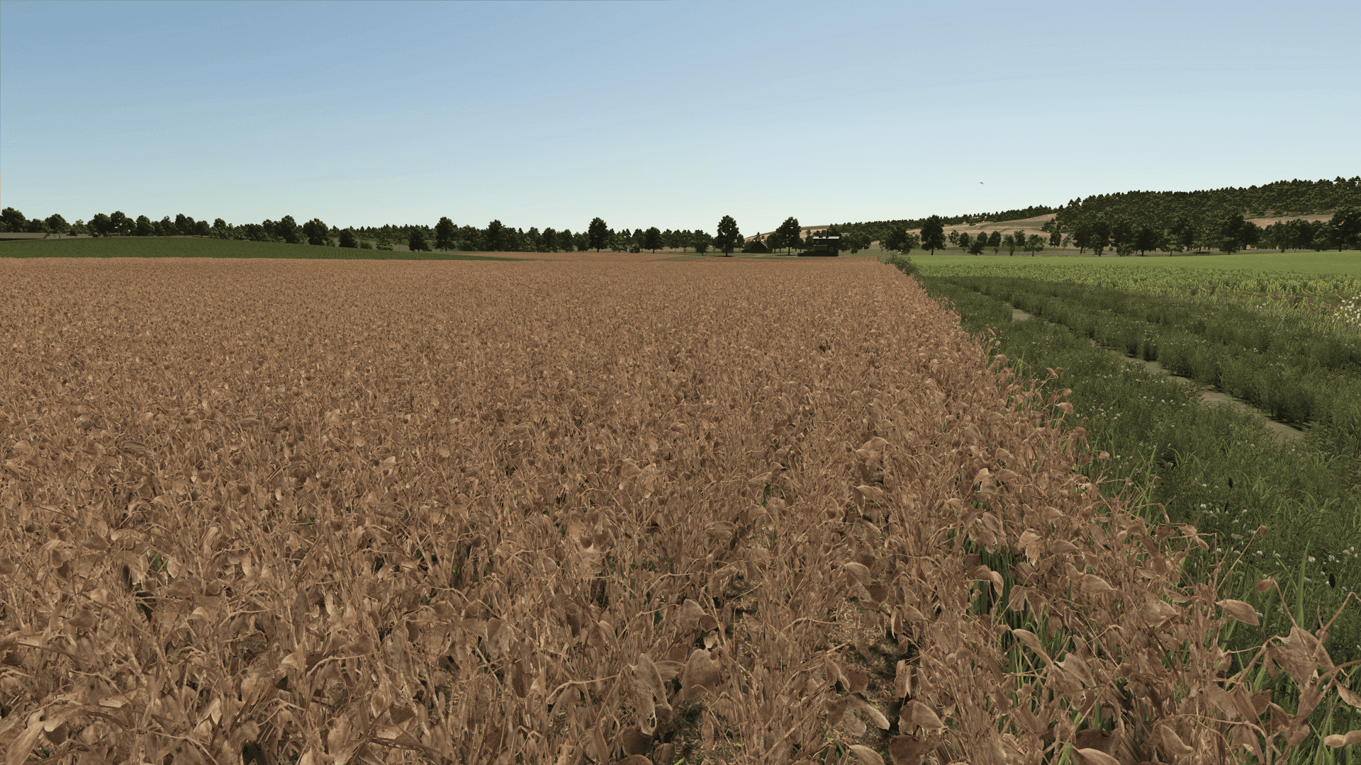 Improved Soybean Plants 2
