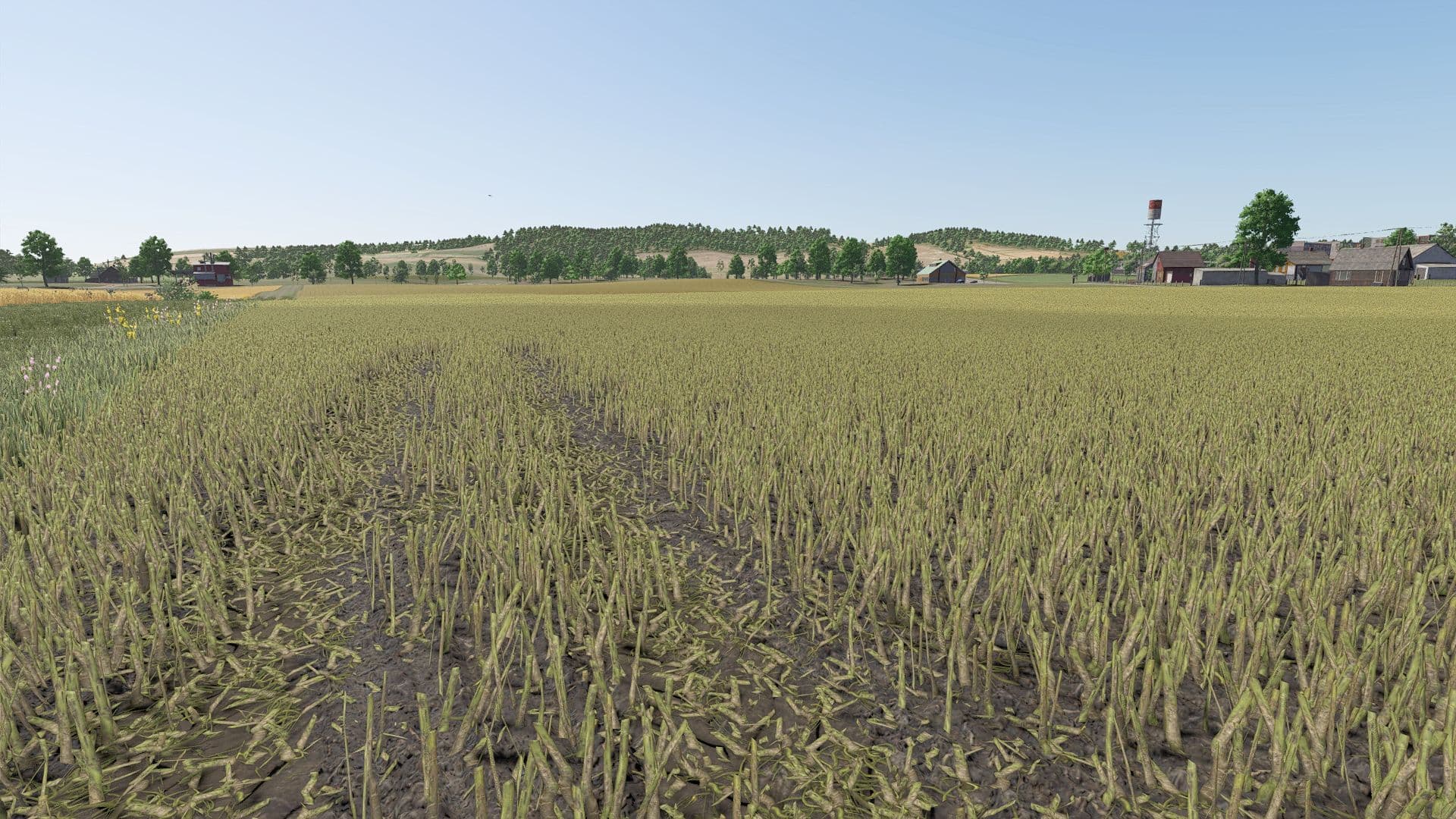 Improved rapeseed plants
