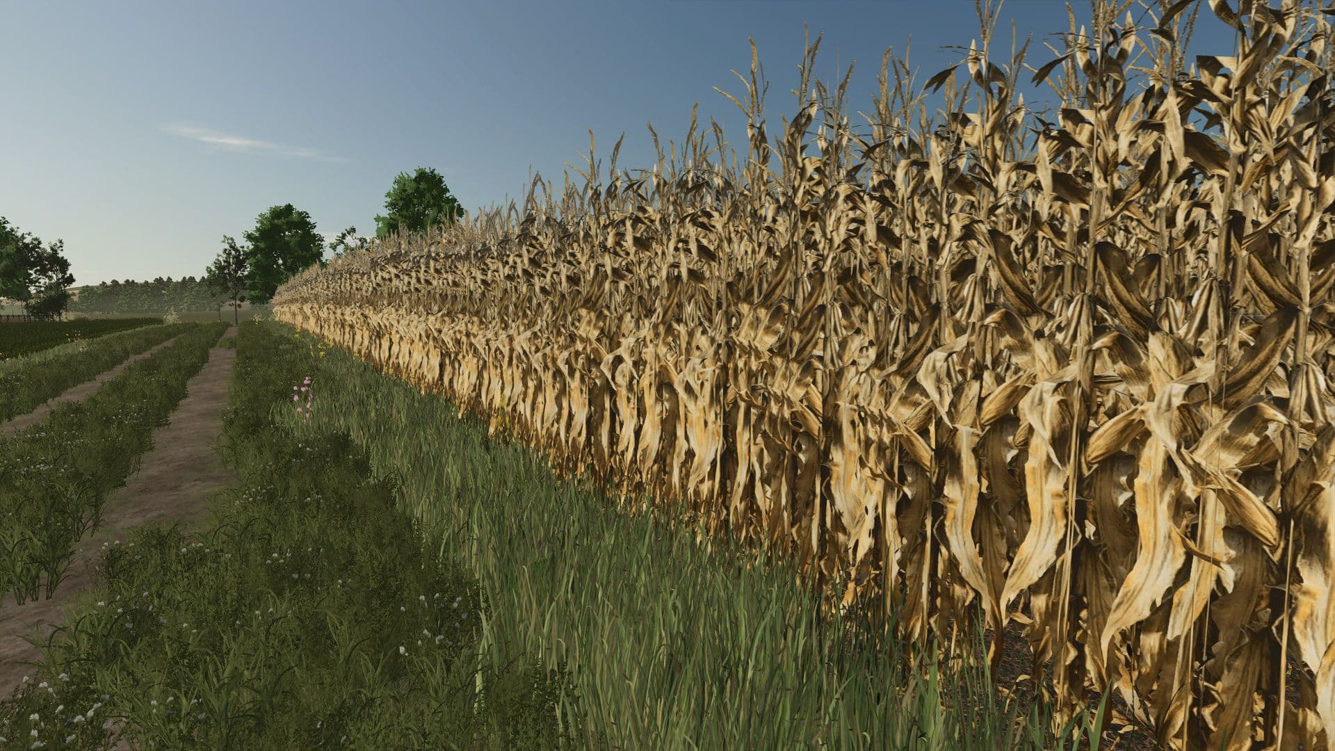 Realistic dry corn texture 4