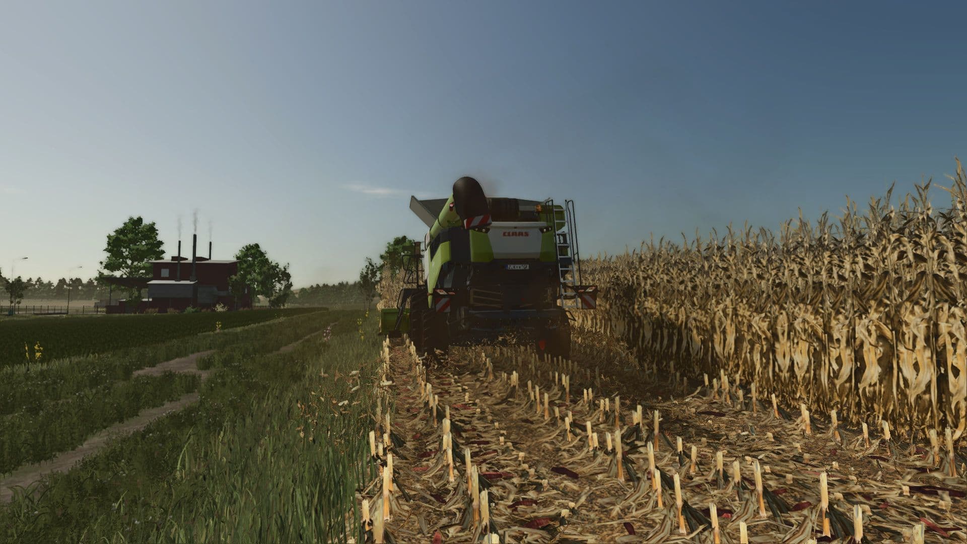 Realistic dry corn texture 3