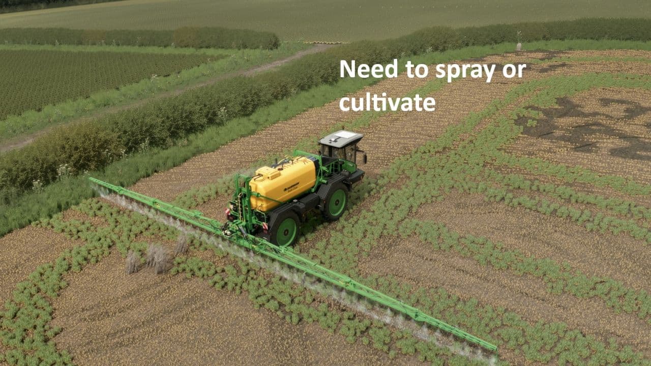 Volunteer Crops and Weeds 3