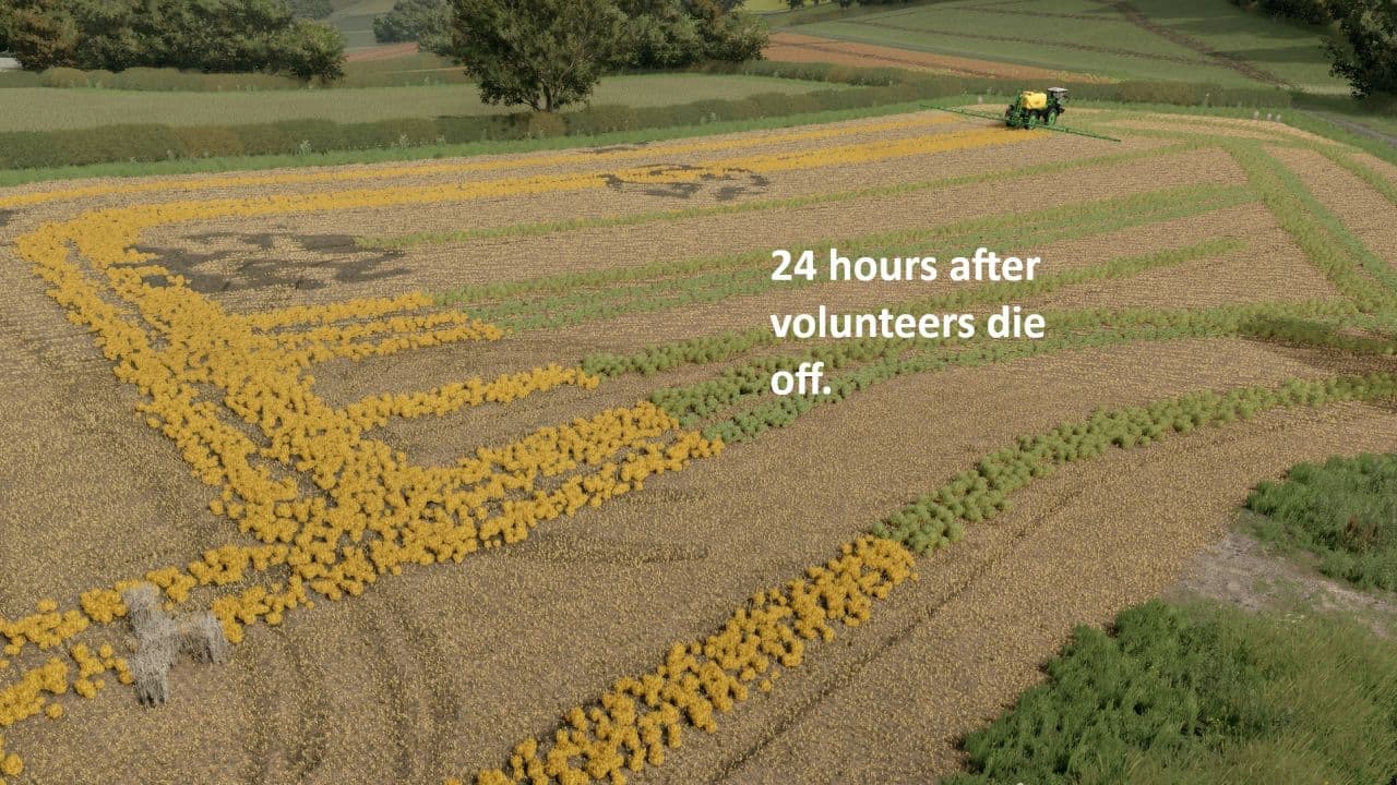 Volunteer Crops and Weeds 2