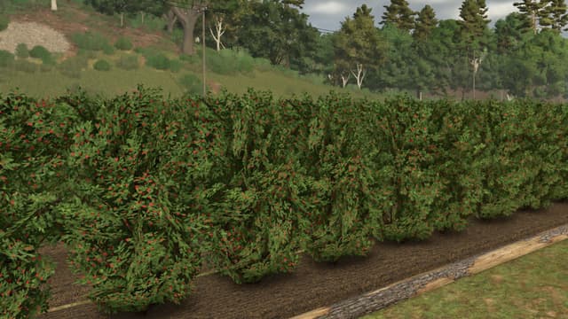 Fruit orchards