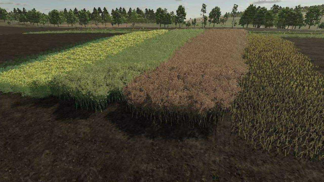 Realistic Canola Growth Cycle in Europe