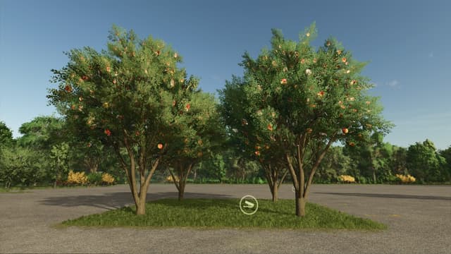 Apple Tree