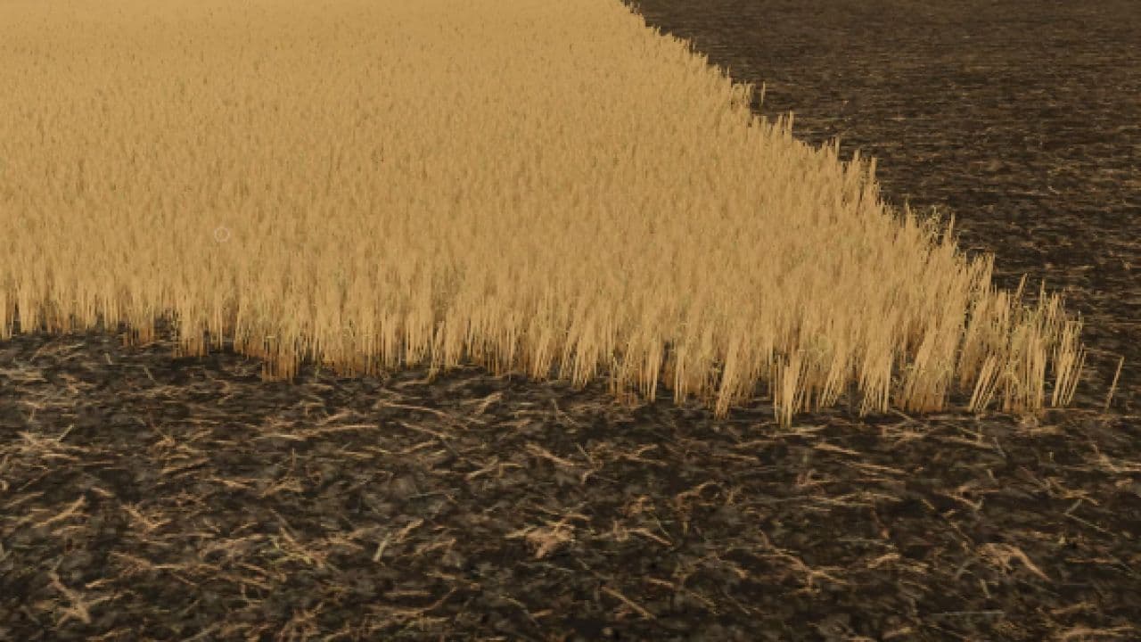 Cut wheat / barley texture