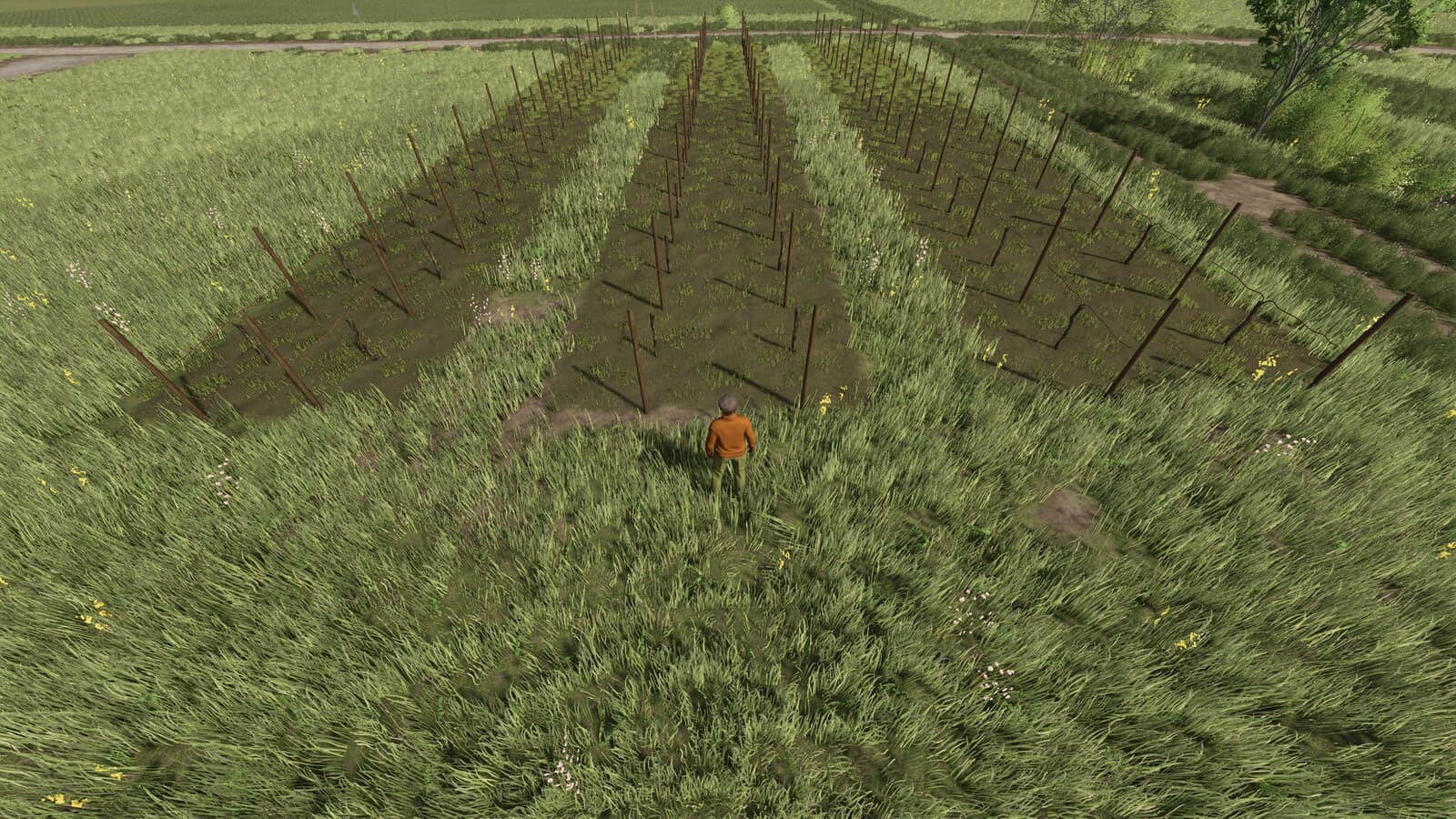 Narrow Vines And Olives (2 And 2.50)