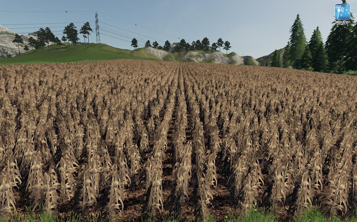 Forgotten Plants - Maize