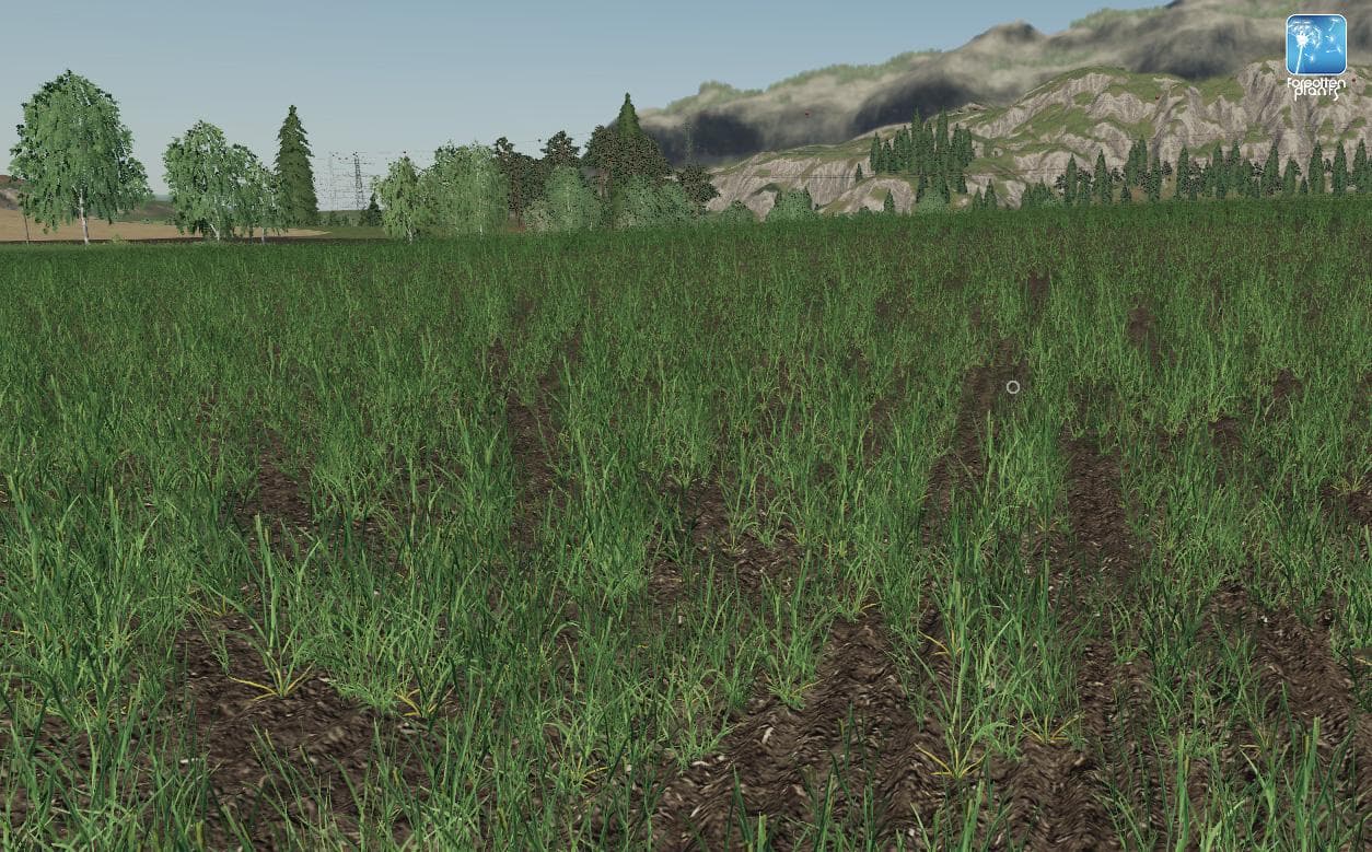 Forgotten Plants - Wheat / Barley