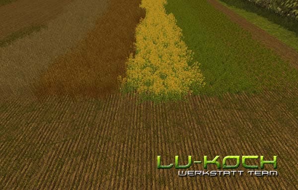 Rape texture