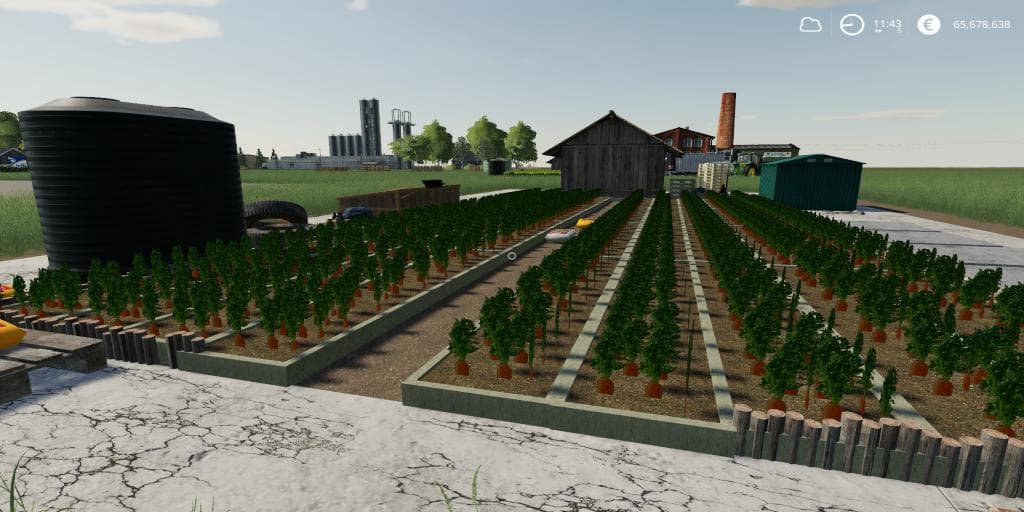 CARROT PRODUCTION