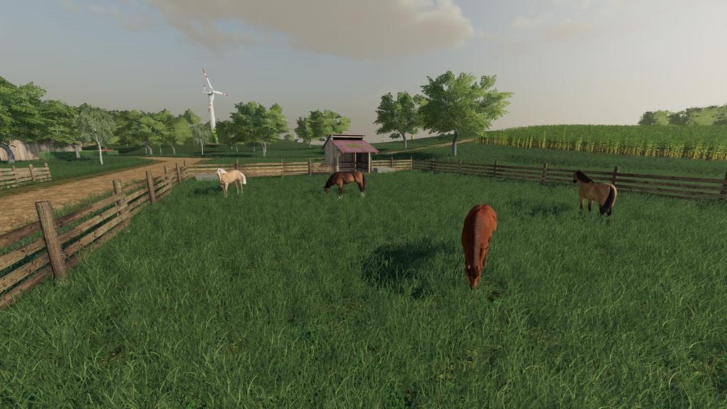 HORSE HUSBANDRY