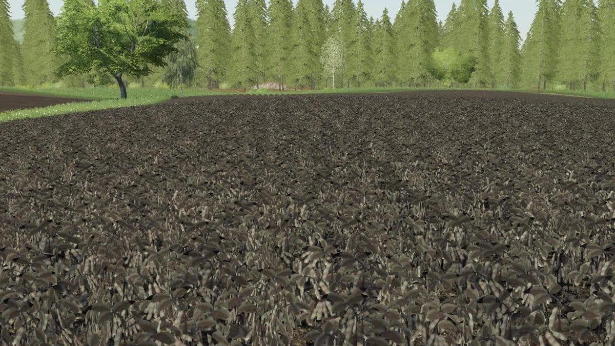 MODIFIED SOY TEXTURE