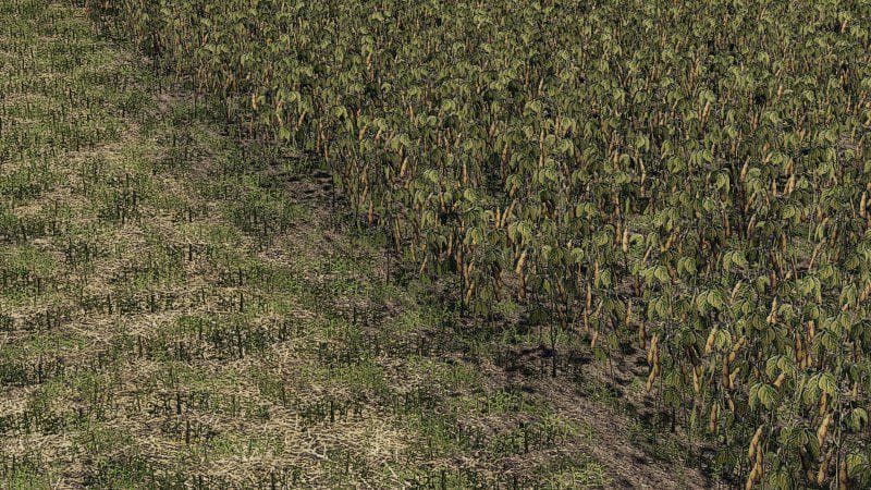 Oat, Soybean, Oilseed radish, Sugar Beet