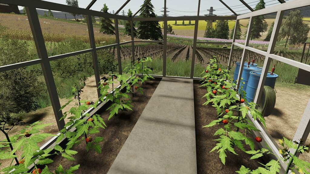 POLISH GREENHOUSE WITH TOMATOES