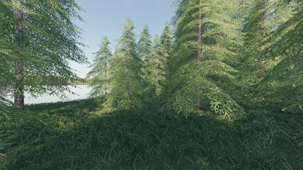 WILLAMINA FOREST