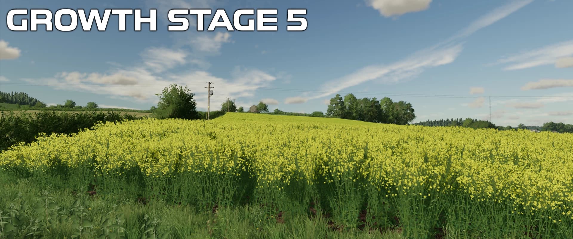 OSR/CANOLA CROP TEXTURES